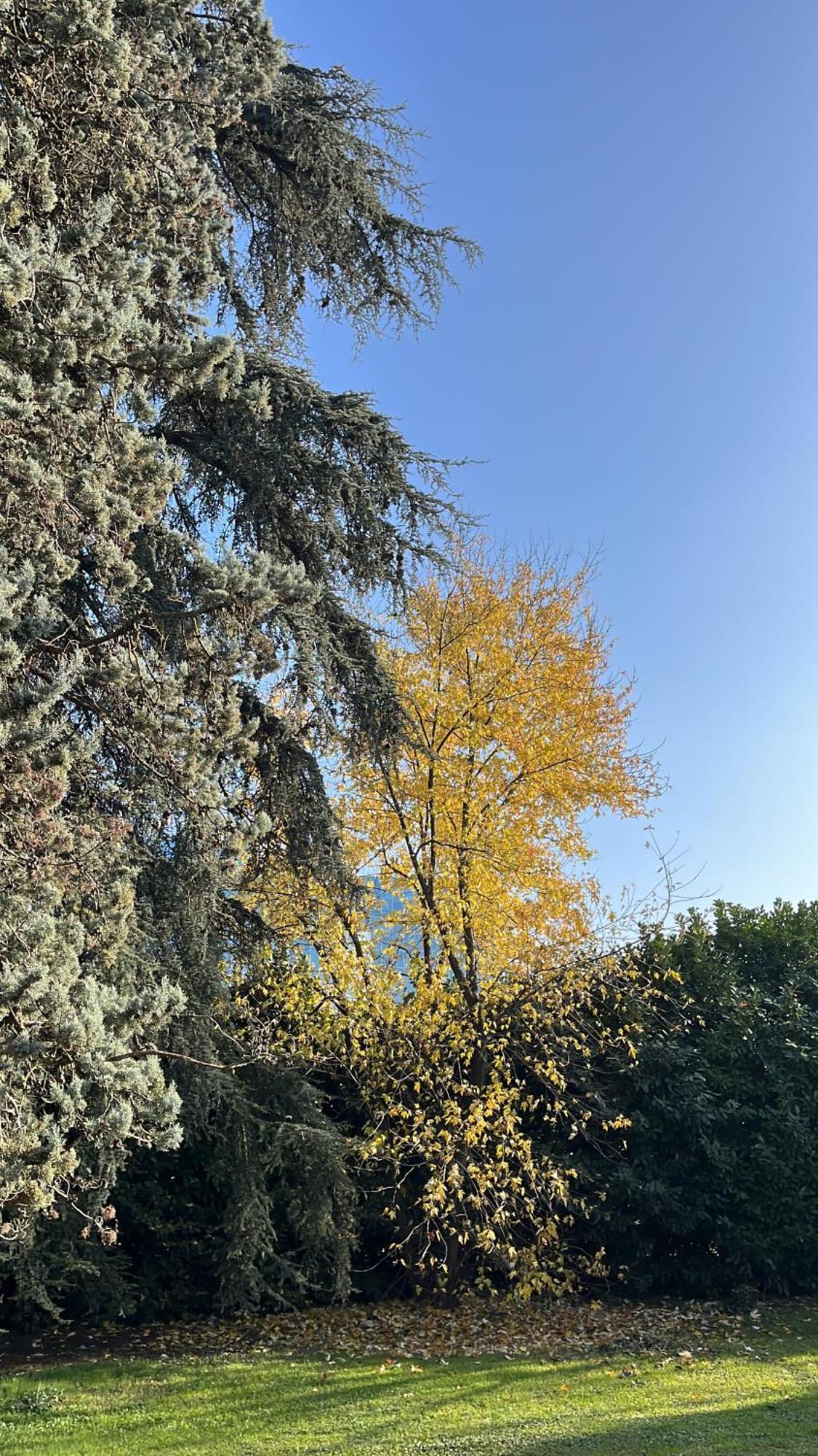Acero Giallo Parma Luaran gambar